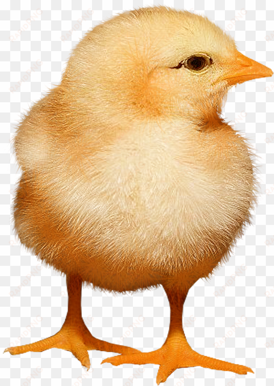 baby chickens png images for create picture - portable network graphics