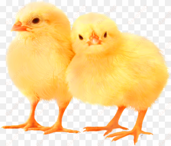 baby chickens png images for create picture - poultry chicken