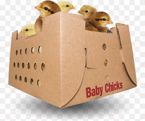 baby chicks for sale by mail order poultry - sales