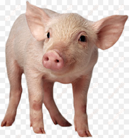 Baby Pig Sitting Png - Pig With No Background transparent png image