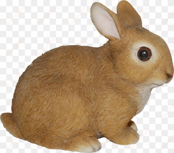 baby rabbits in real life png mart easter bunny nail - rabbit real life