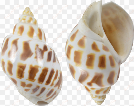 babylon polished shell - babylon polished shell seashell 2.5-2.75"