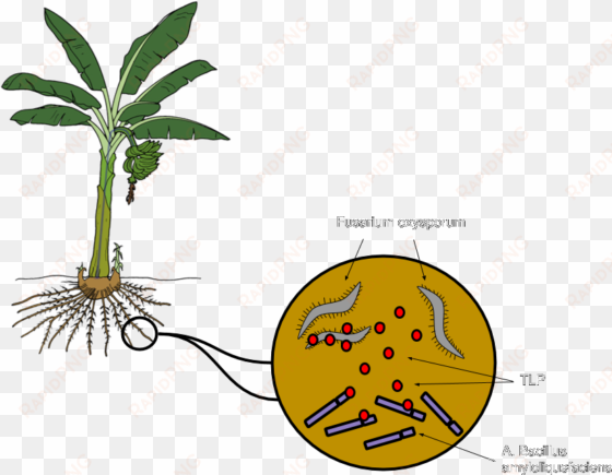 bacillus amyloliquefaciens, a bacterium that grows - banana