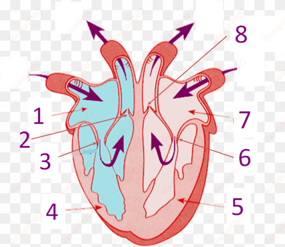 back to top - structure of the heart without label