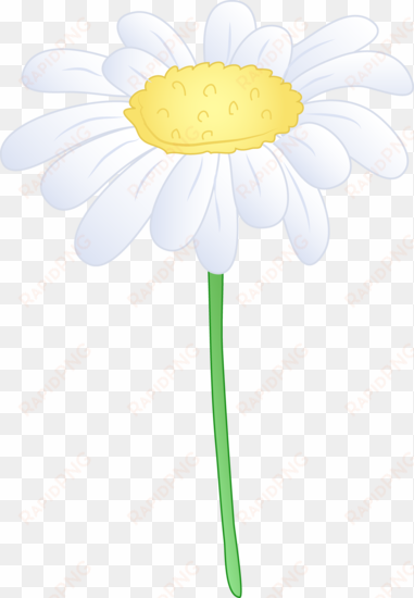 background clipart daisy - common daisy