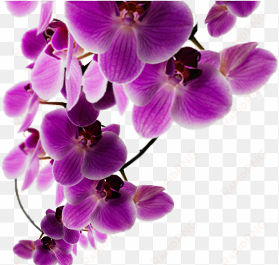 background purple flower - background purple flowers png