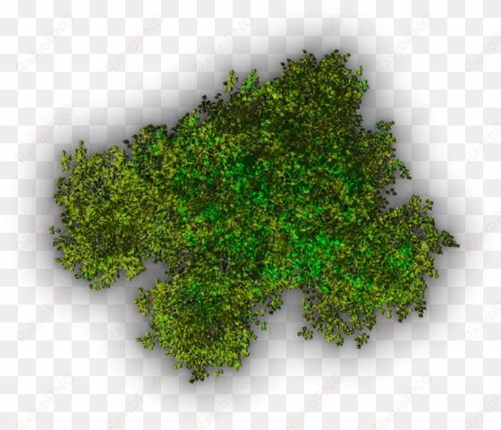 background top tree - top view tree icon png