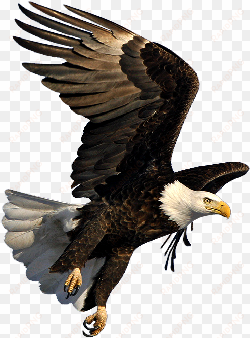 bald eagle flying png - eagle flying png
