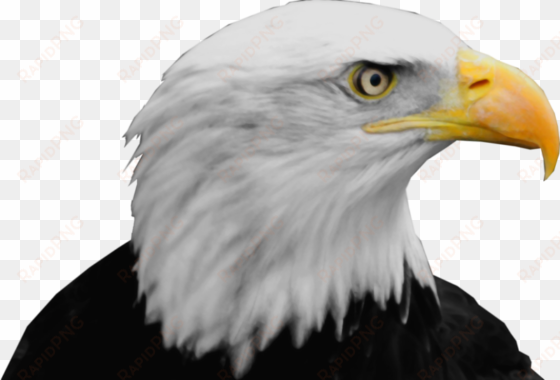 bald eagle png - bald eagle head png