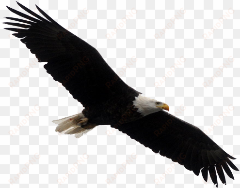 bald eagle png clipart - bald eagles white background