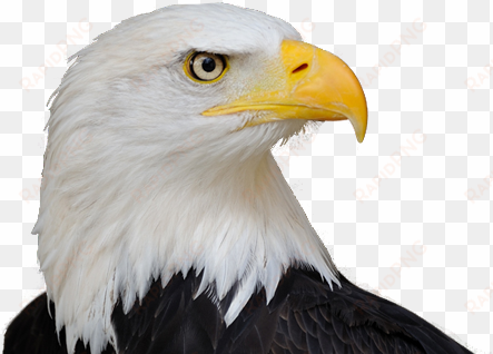 bald eagle png free download - life size birds: the big book of north american birds