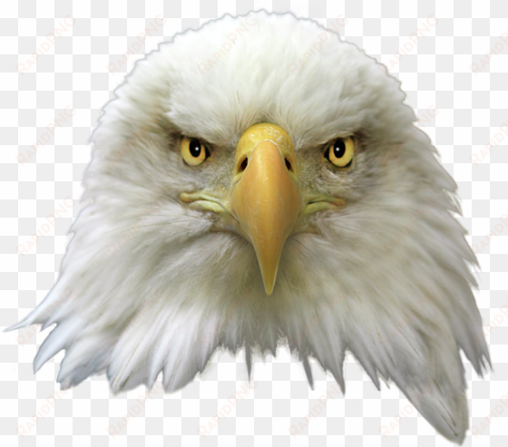 bald eagle png transparent image - bald eagle head transparent