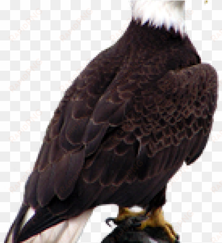 bald eagle png transparent images - bald eagle