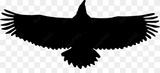 bald eagle - silhouette eagle