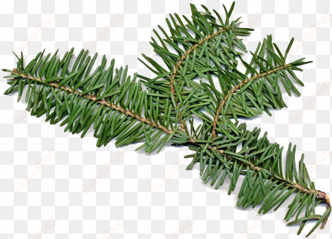 balsam fir has both male and female flowers on the - fir balsam essential oil