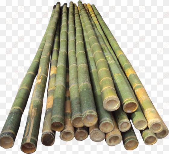 bamboo half cut - bamboo pole vault poles
