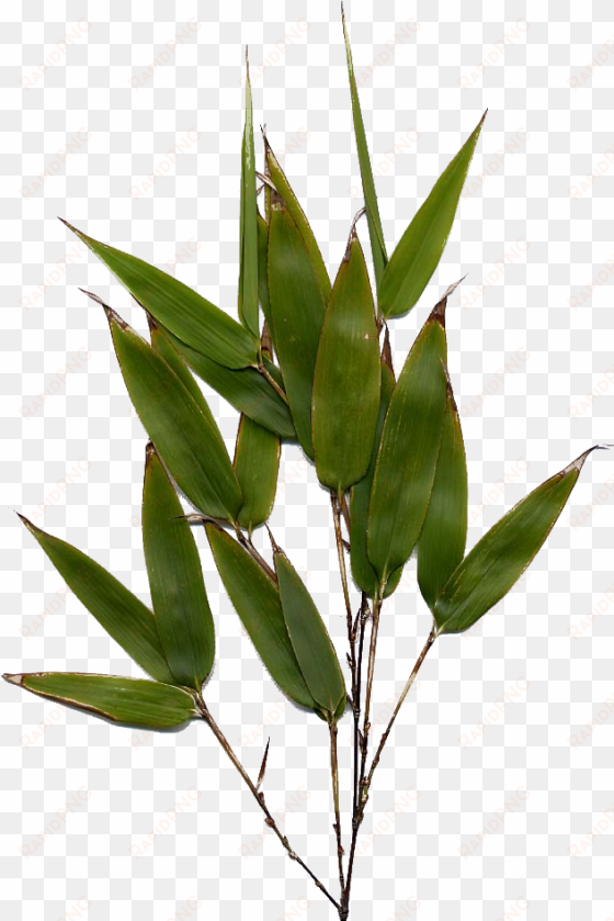 bamboo leaf png image - bamboo leaf png