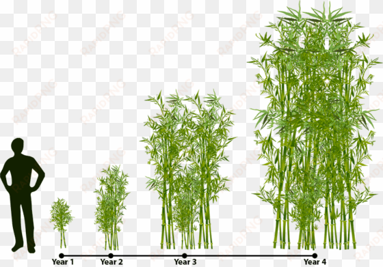 bamboo multiplication chart - gracilis bamboo