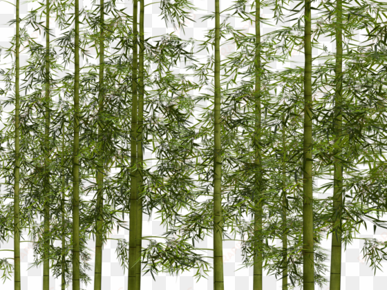 bamboo plant wellness digital art isolated - png transparent bamboo png