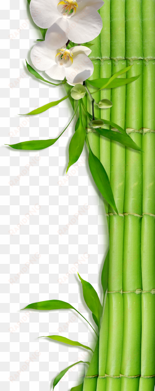 bamboo zen & spa - bamboo