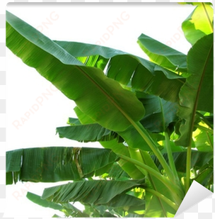 banana leaves