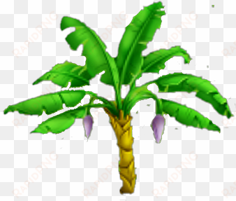 banana tree stage 1 - png images of banana tree