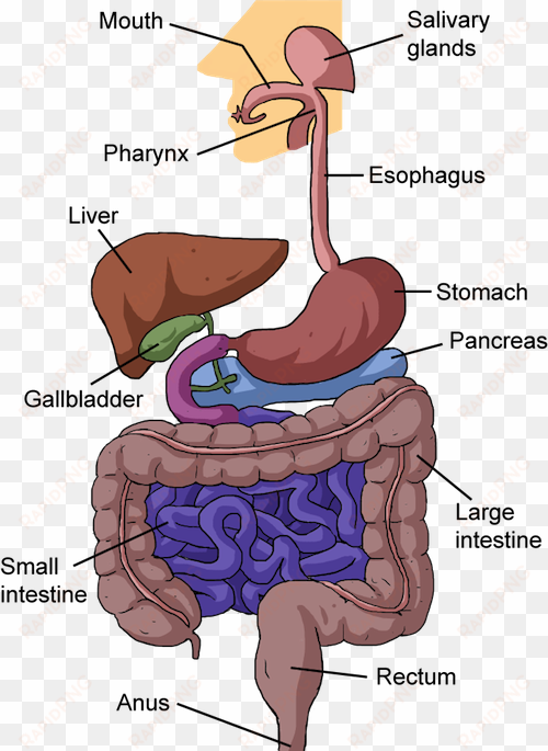 banner biology from food to finish shmoop the - nutrition in human beings