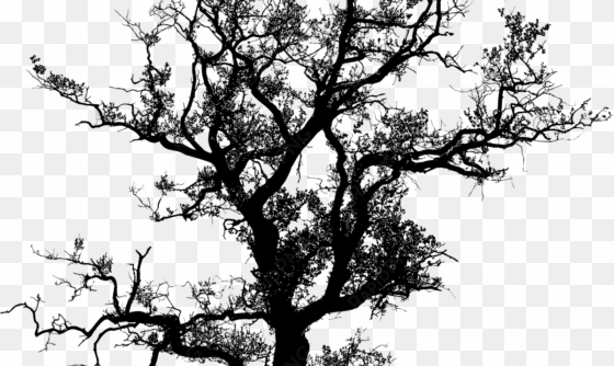 banner black and white library oak tree silhouette - tree silhouette vector