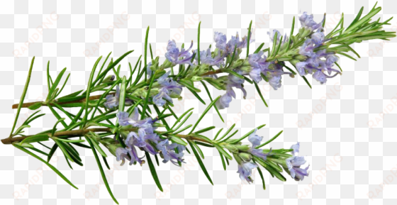 banner free download essential oil nature s beauty - rosemary sprig with flowers