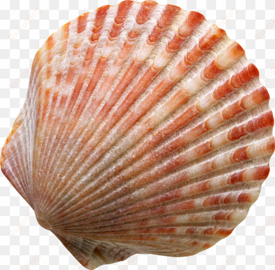 banner free seashell png images free download - concertos op. 10 nos.