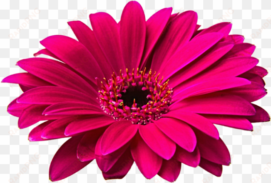 banner freeuse stock gerbera png hd mart tattoos for - flower images hd png