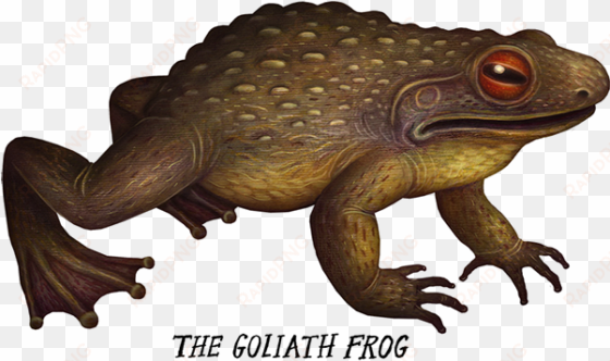 banner library crazy monster frogs on behance illustration - goliath frog