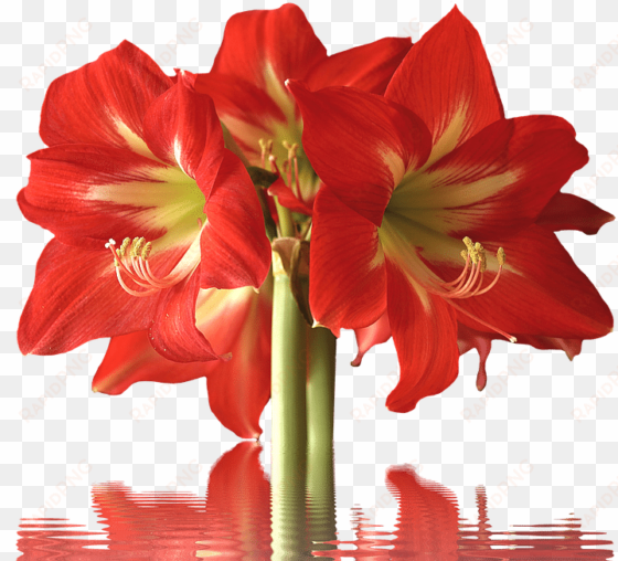 banner royalty free download amaryllis drawing red - types of red flowers