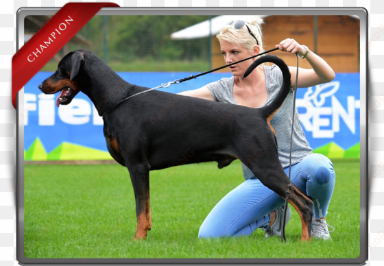 bar korifey dobermann male korifey rage jw - dobermann