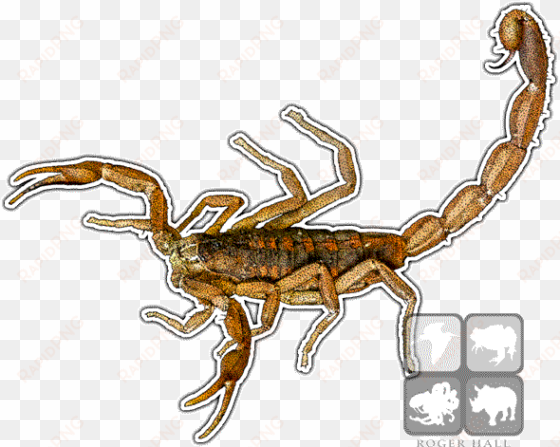 bark scorpion - striped bark scorpion