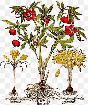 basil besler hortus eystettensis 1613 pl362 hellebore - tinted besler botanical i canvas wall art