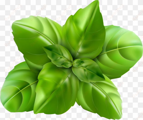 basil leaf clip art