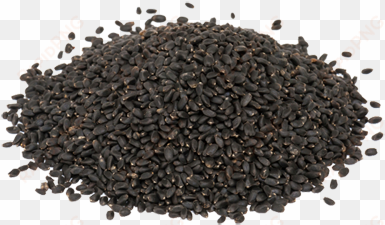 basil seeds exporters - sabja seeds plant