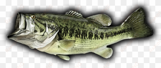 bass fish png - bass fish black background