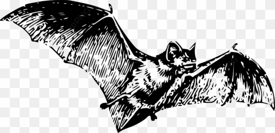 bat 2 halloween 1969px 279 - gray bat black and white