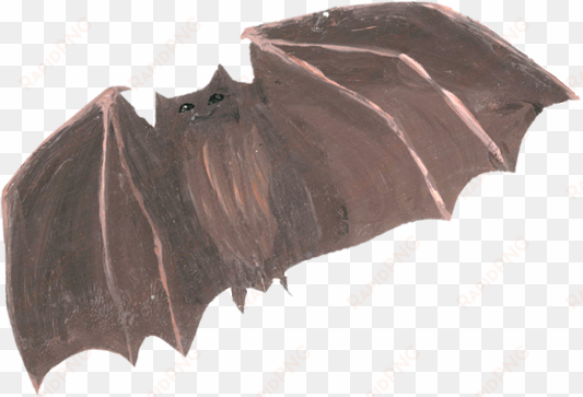 bat - vampire bat
