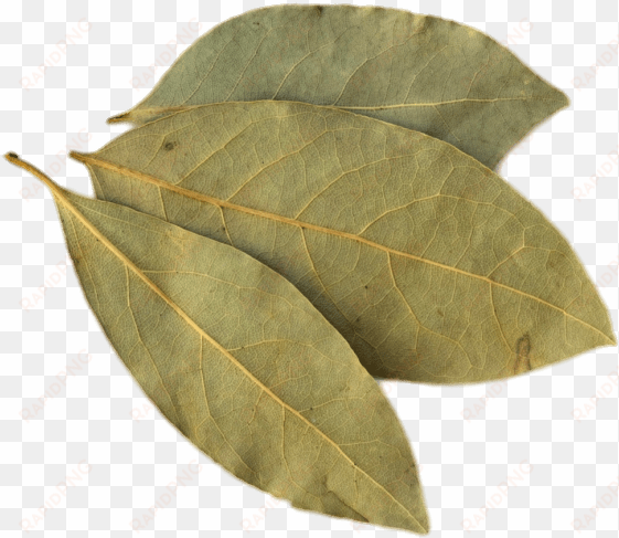 bay leaf - uses of peepal leaves