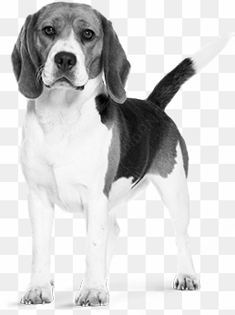 beagle - dog