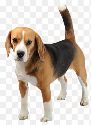 beagle png free download - bígl png