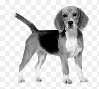 beagle - royal canin beagle