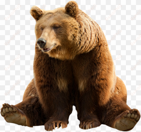 bear - - bear png transparent