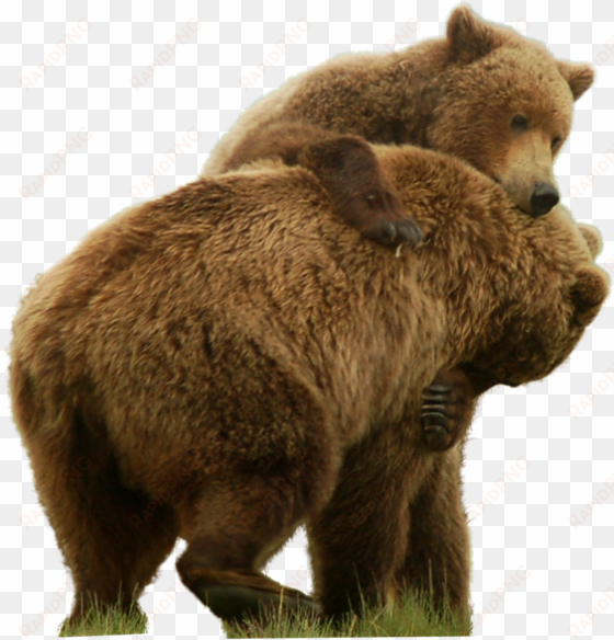 bear png free images - grizzly bear