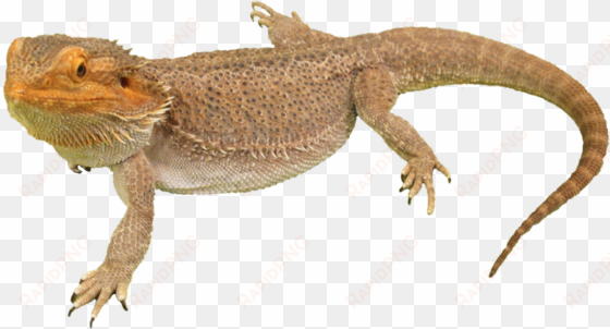 bearded dragon png photos - bearded dragon no background