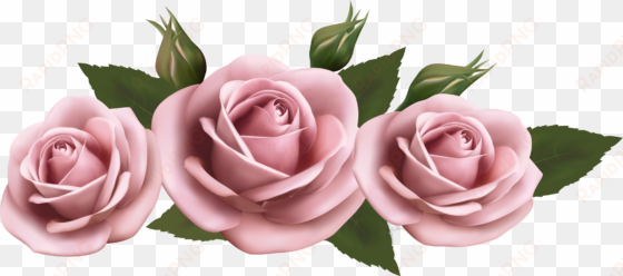 beautiful clipart pink rose - pink roses transparent