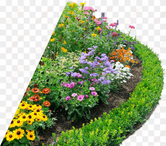 beautiful flower bed - ornamental plants